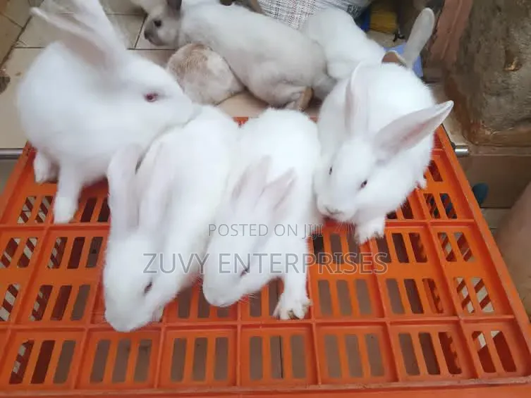 Rabbits for Sale Meat Breeding Etc