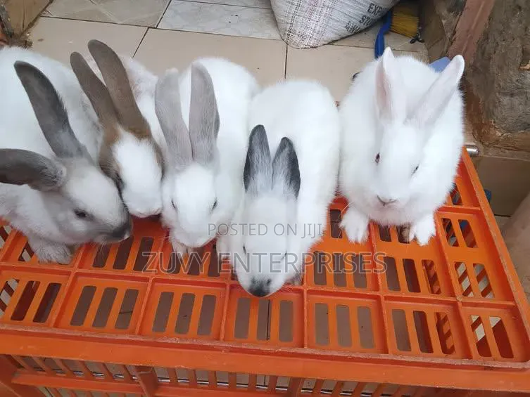 Rabbits for Sale Meat Breeding Etc