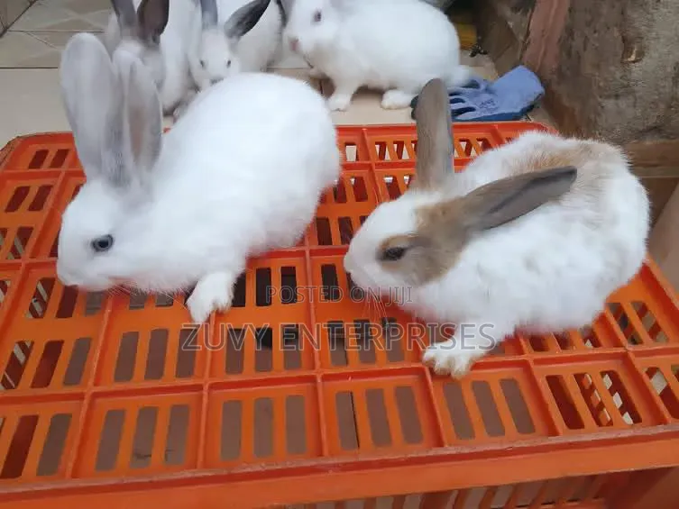 Rabbits for Sale Meat Breeding Etc