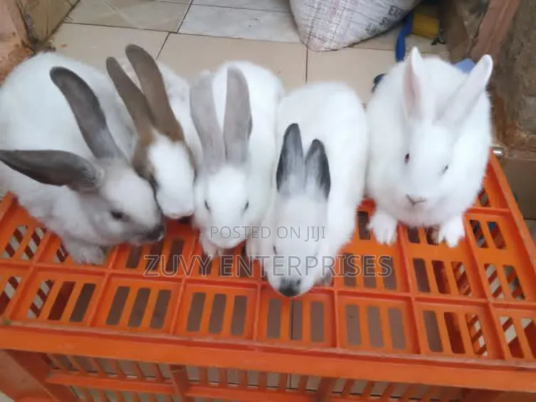 Rabbits for Sale Meat Breeding Etc