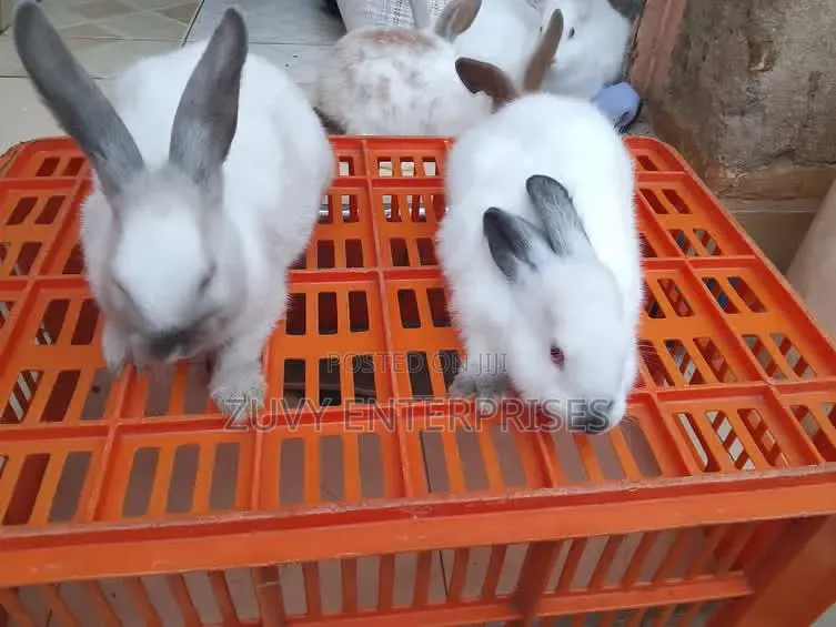 Rabbits for Sale Meat Breeding Etc