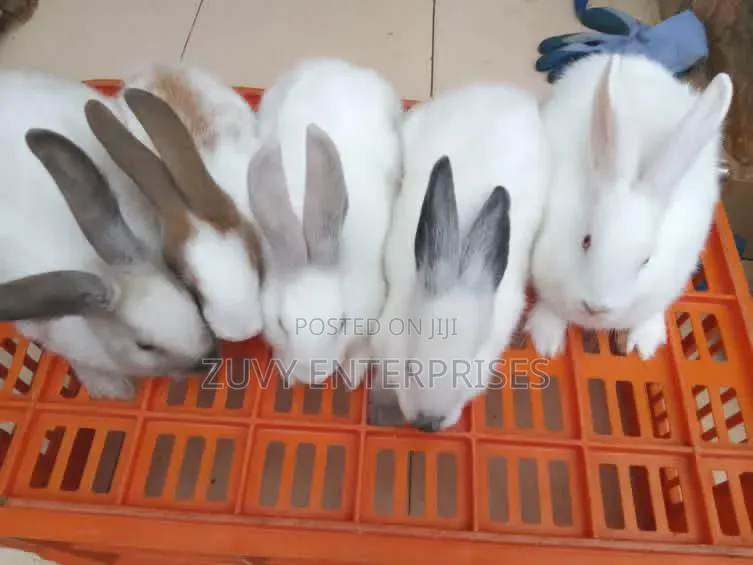 Rabbits for Sale Meat Breeding Etc