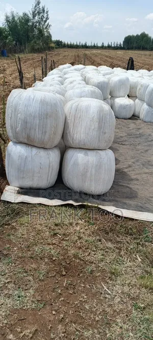 Molasses Bags