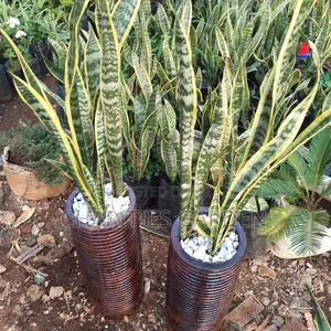 Potted Snake Plant