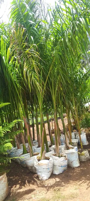Tall Royal Palm