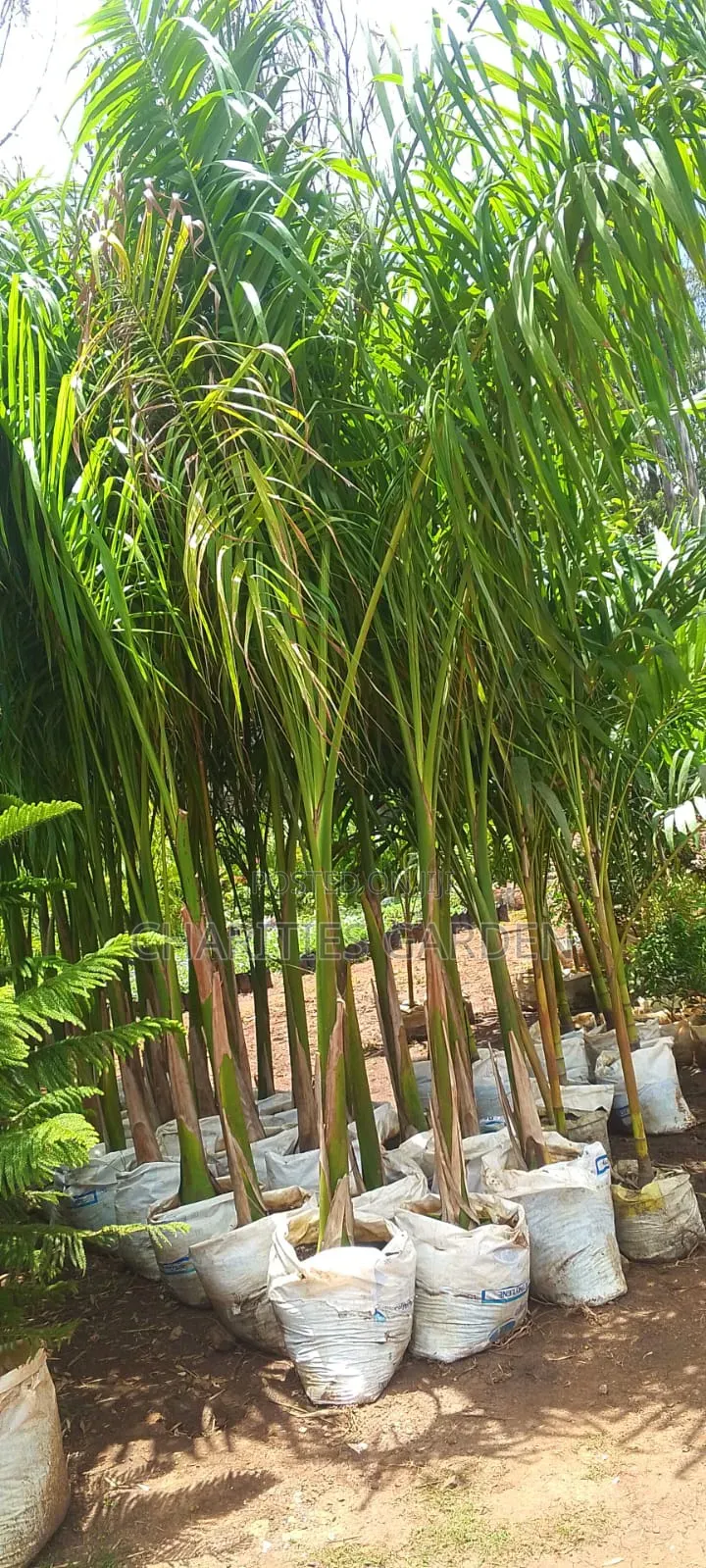 Tall Royal Palm