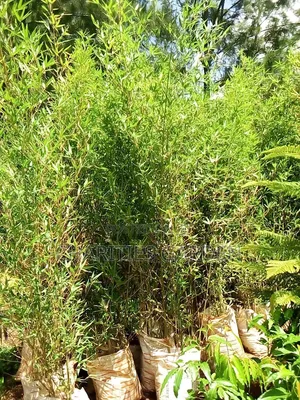 Tall Bamboos