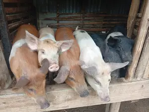 Piglets Kiserian