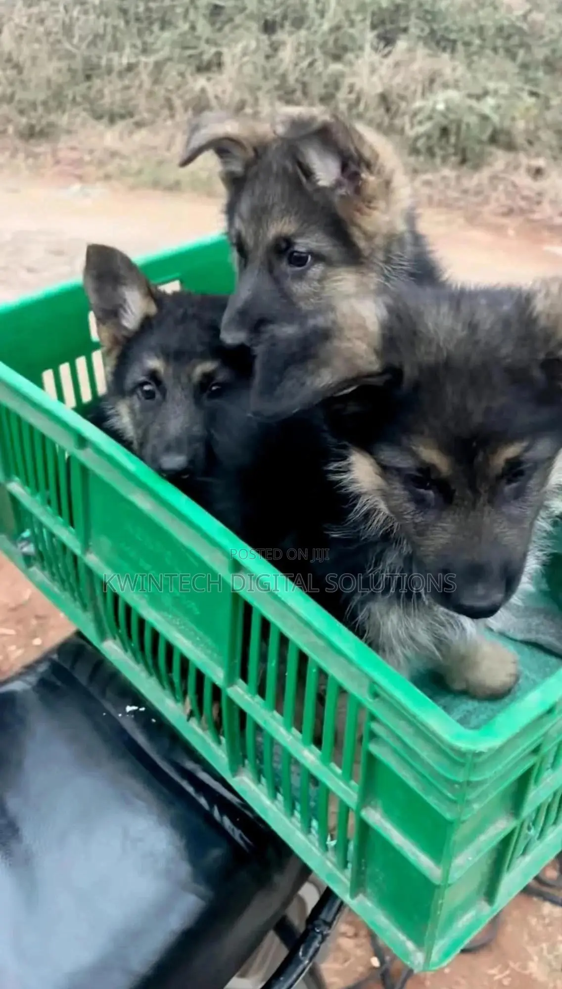1-3 months Female Purebred German Shepherd