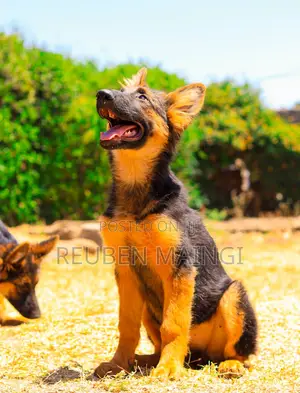 3-6 months Male Purebred German Shepherd