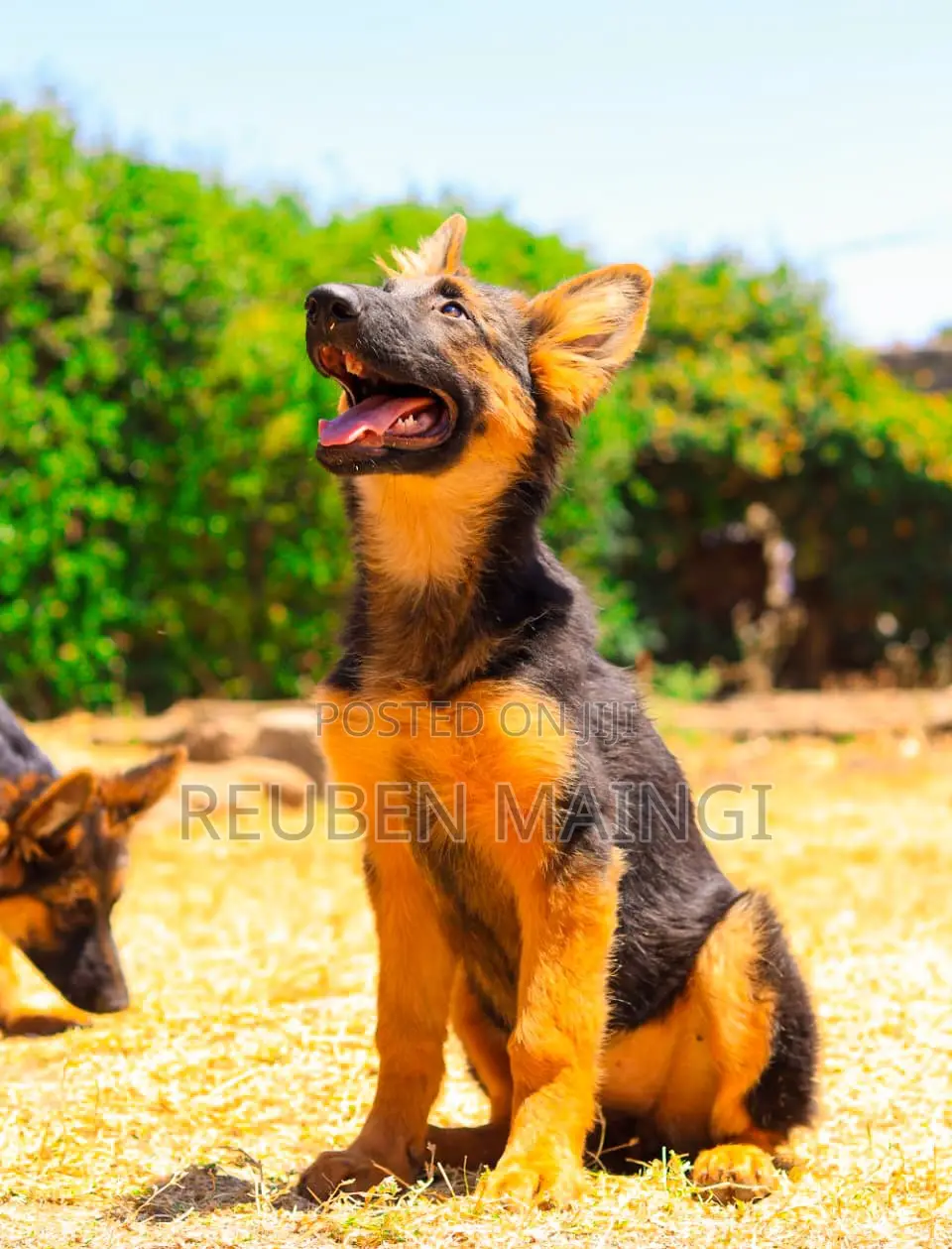 3-6 months Male Purebred German Shepherd