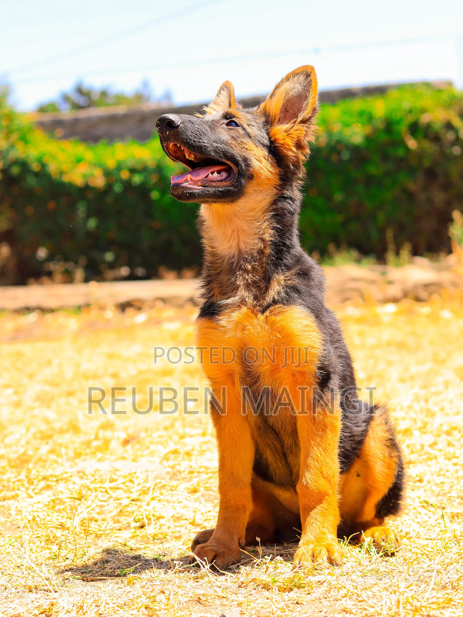 3-6 months Male Purebred German Shepherd