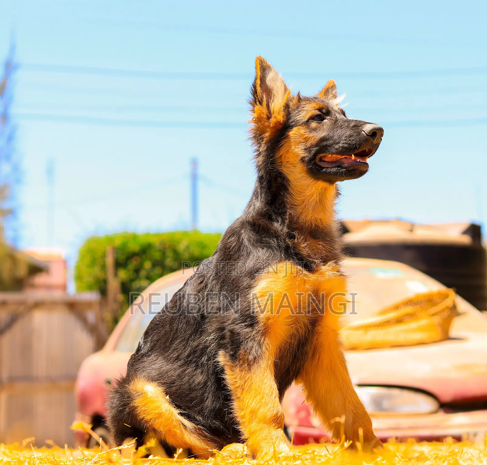 3-6 months Male Purebred German Shepherd