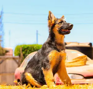 3-6 months Male Purebred German Shepherd