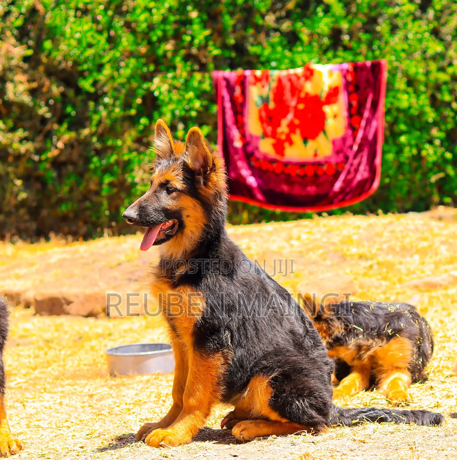 3-6 months Male Purebred German Shepherd