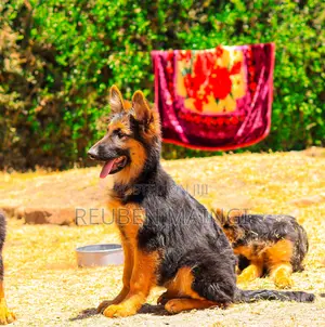 3-6 months Male Purebred German Shepherd