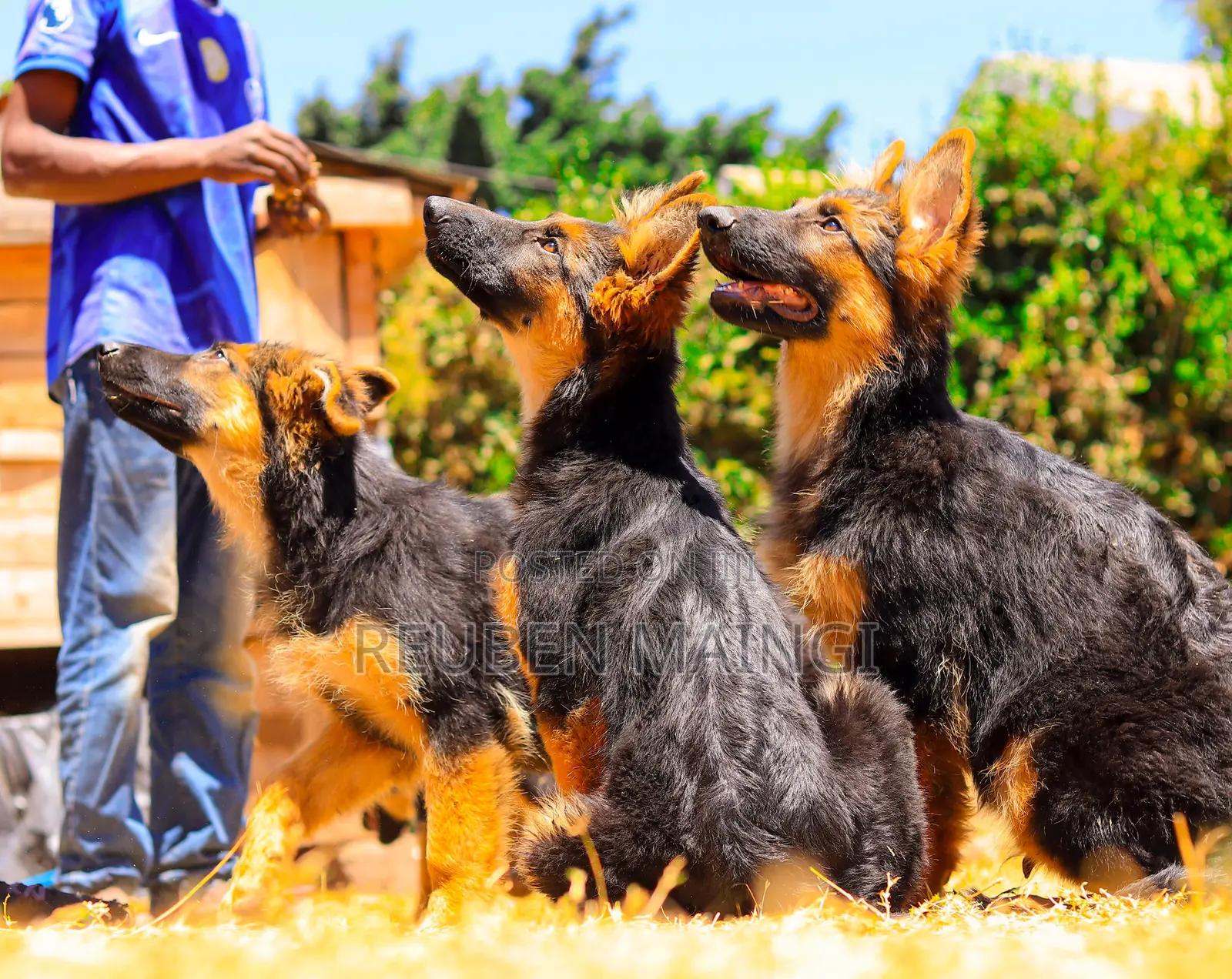 3-6 months Male Purebred German Shepherd