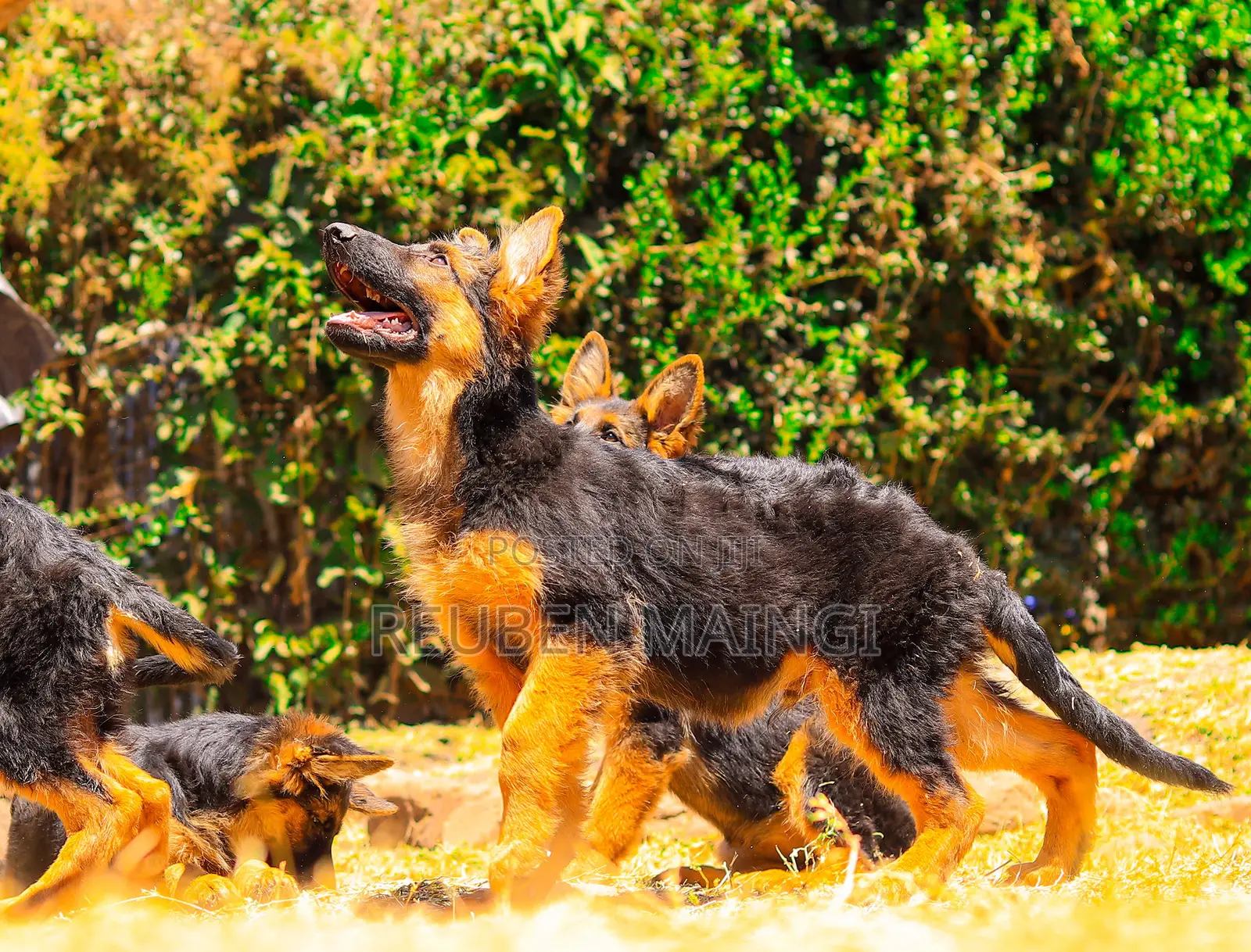3-6 months Male Purebred German Shepherd