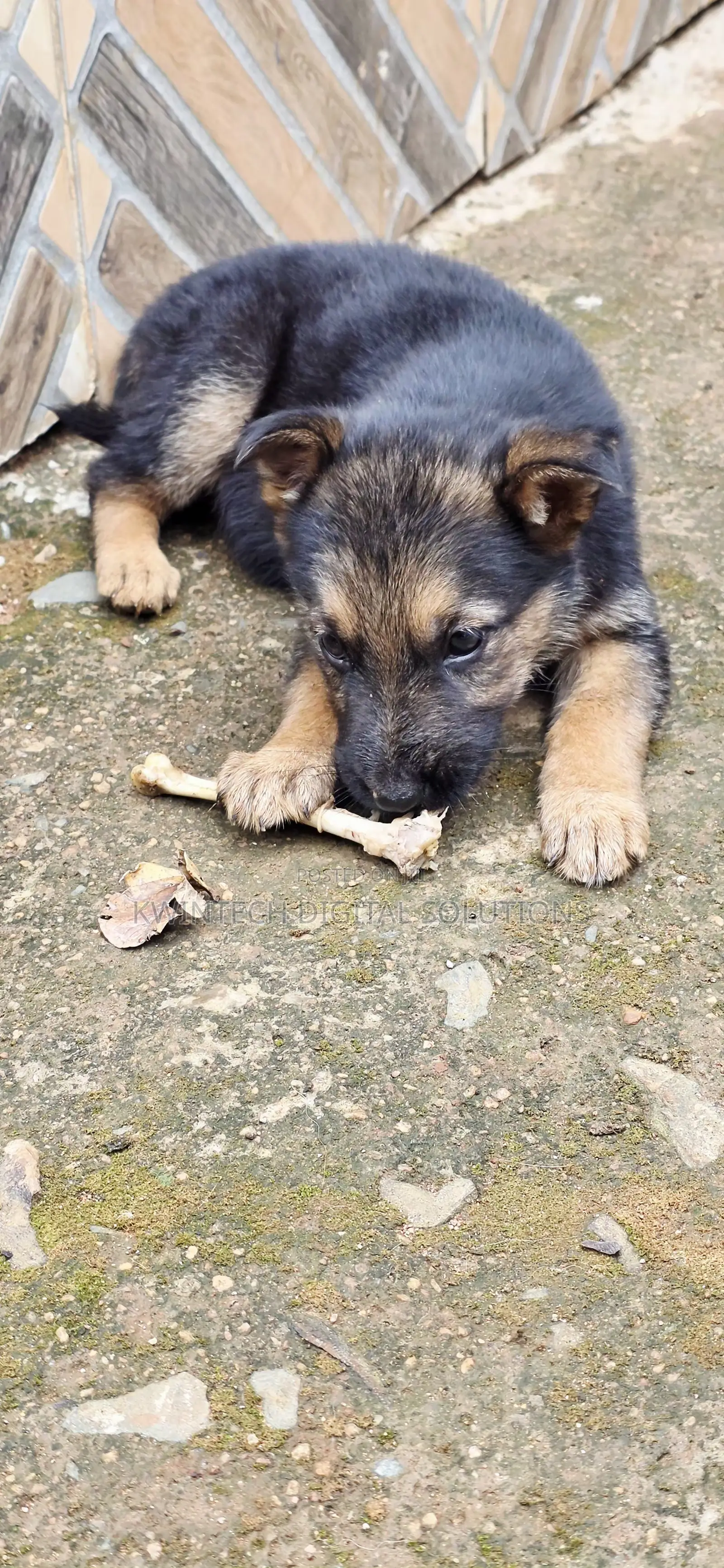 1-3 months Female Purebred German Shepherd