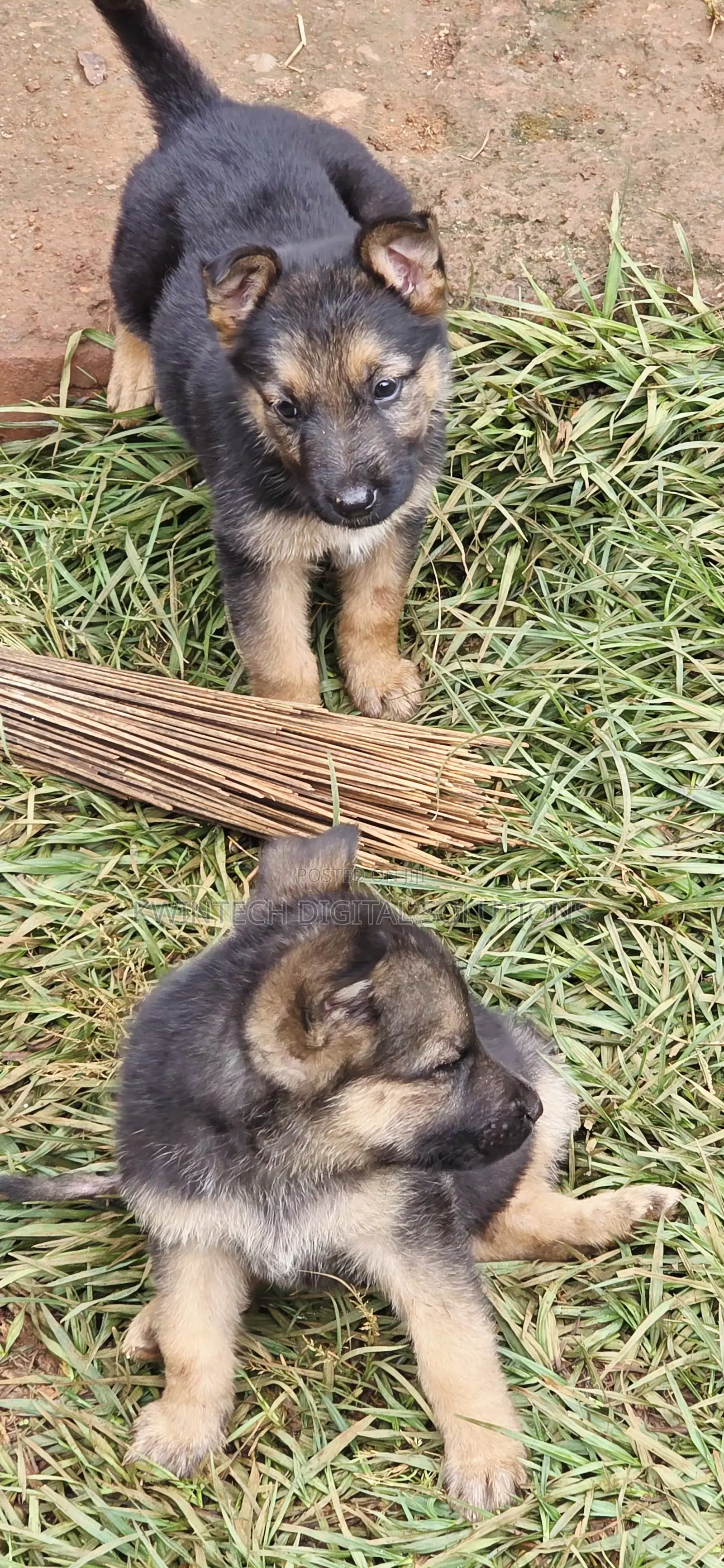 1-3 months Female Purebred German Shepherd