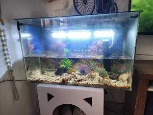 Aquarium Big Size