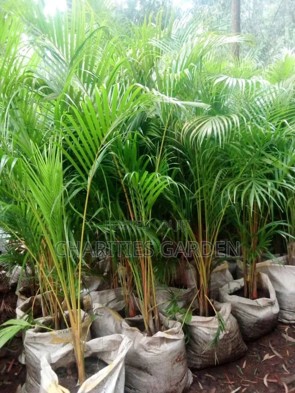 Golden Palm