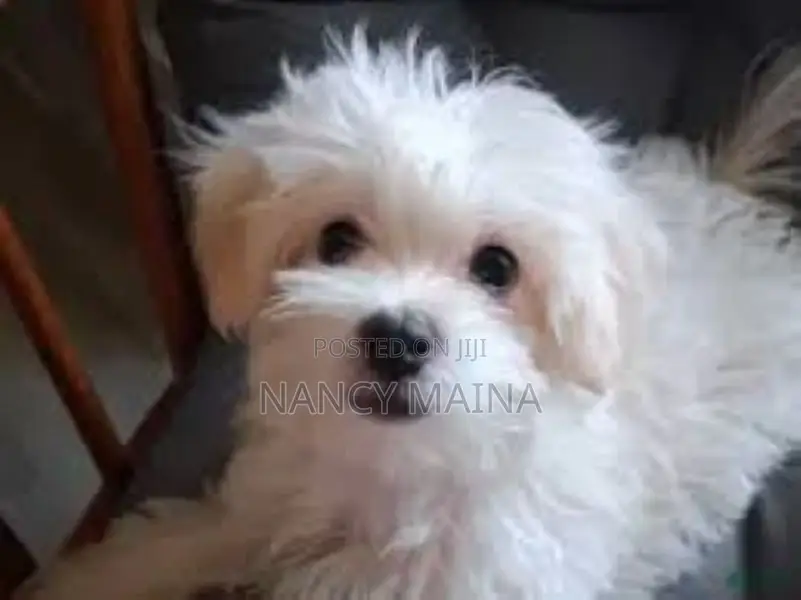 6-12 months Female Purebred Maltese