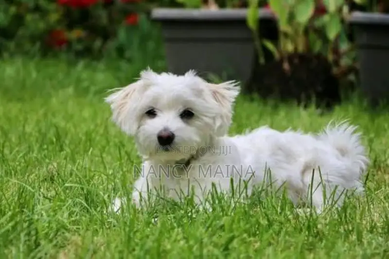 6-12 months Female Purebred Maltese