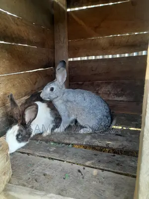 Mixed Breed Rabbits