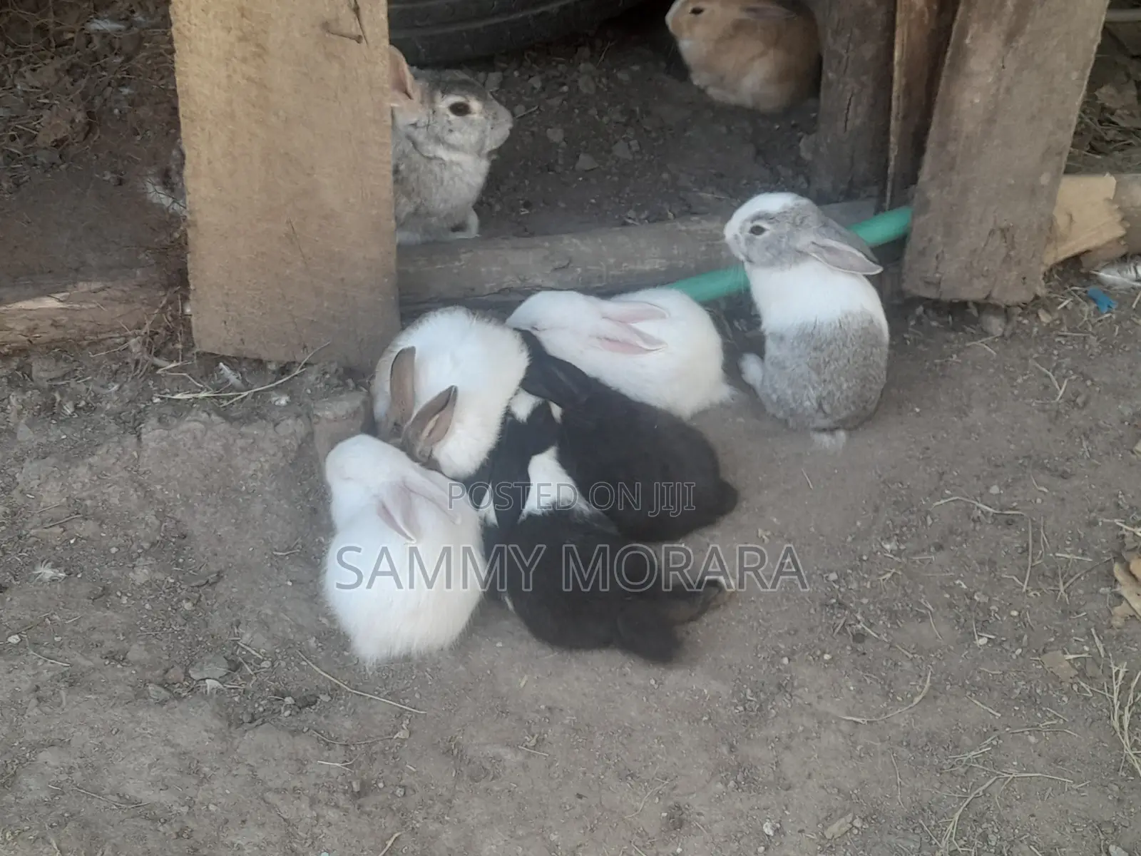 Mixed Breed Rabbits