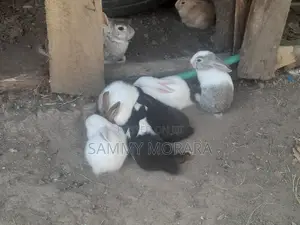 Mixed Breed Rabbits