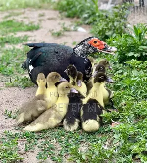 Muscovy Ducklings for Sale