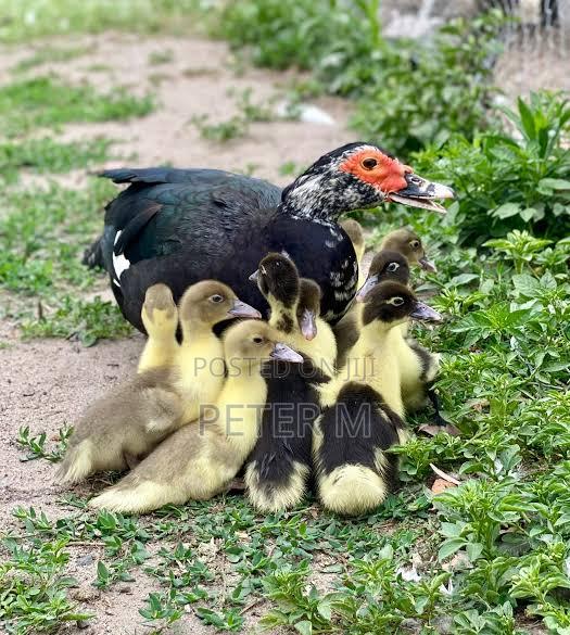 Muscovy Ducklings for Sale
