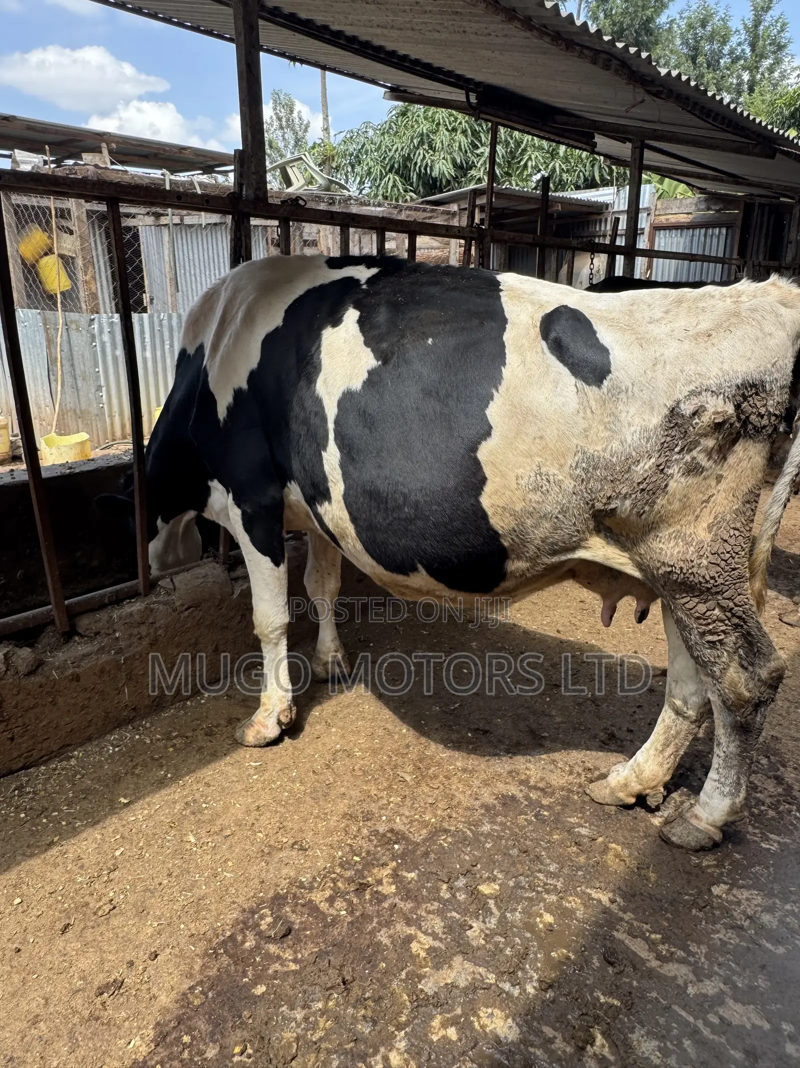 High Producing Fresian Cows for Sale in Kenol, Muranga