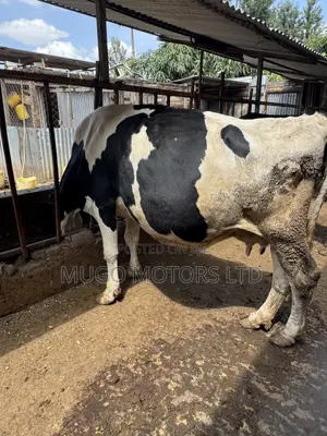 High Producing Fresian Cows for Sale in Kenol, Muranga