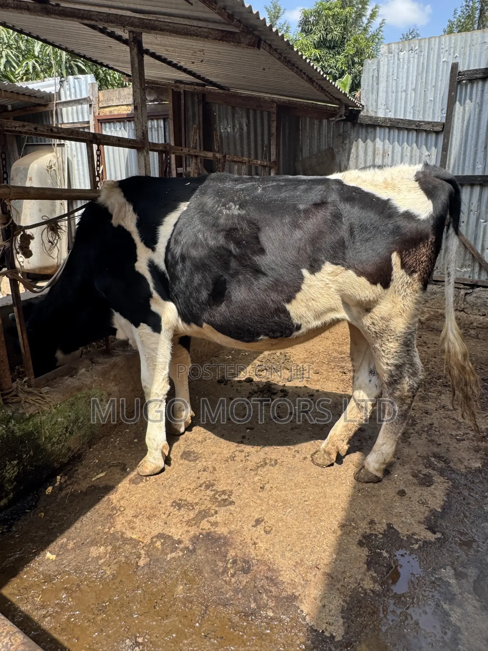 High Producing Fresian Cows for Sale in Kenol, Muranga