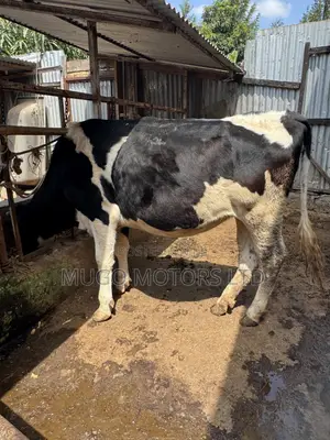 High Producing Fresian Cows for Sale in Kenol, Muranga