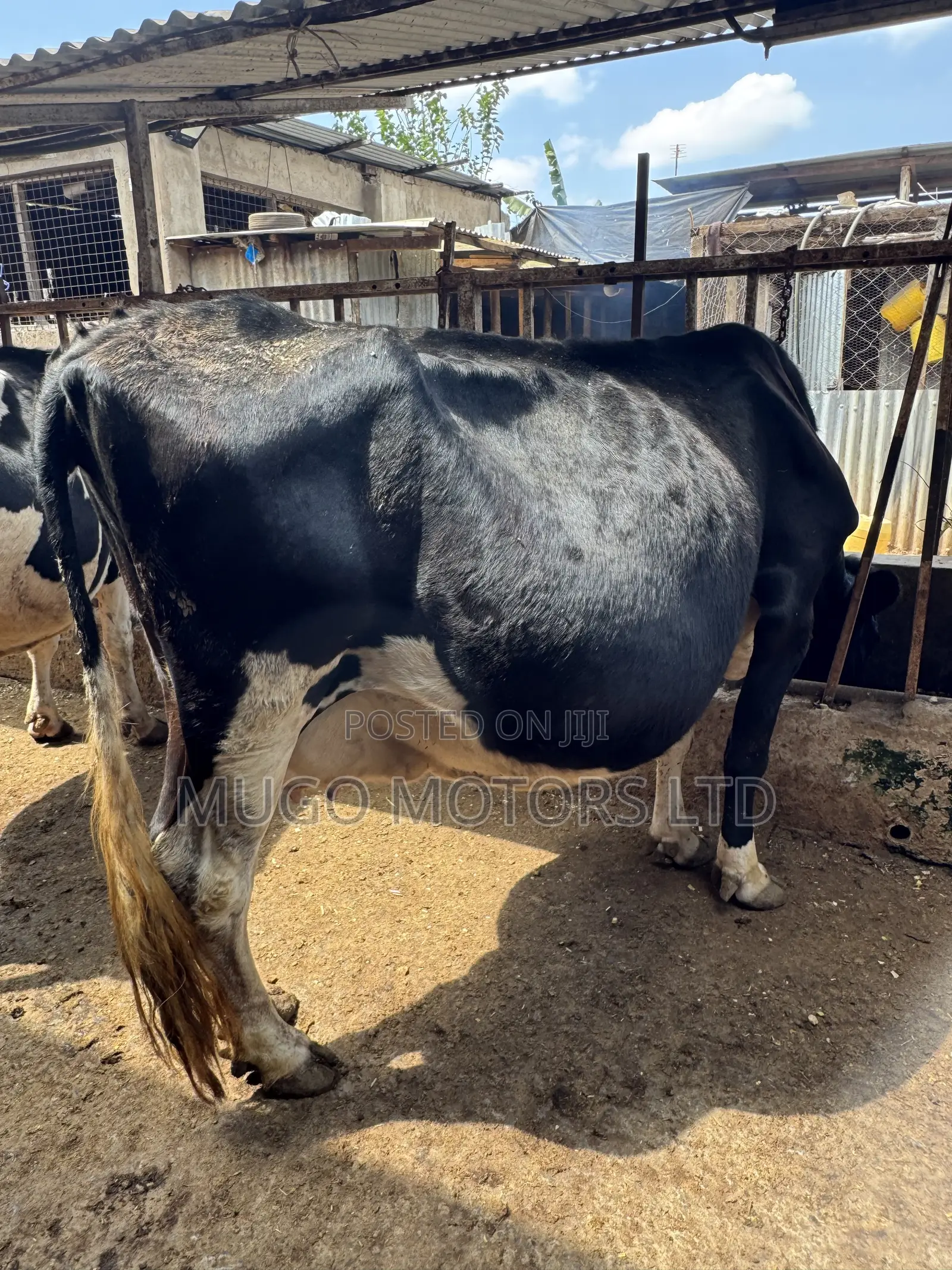 High Producing Fresian Cows for Sale in Kenol, Muranga