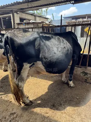 High Producing Fresian Cows for Sale in Kenol, Muranga