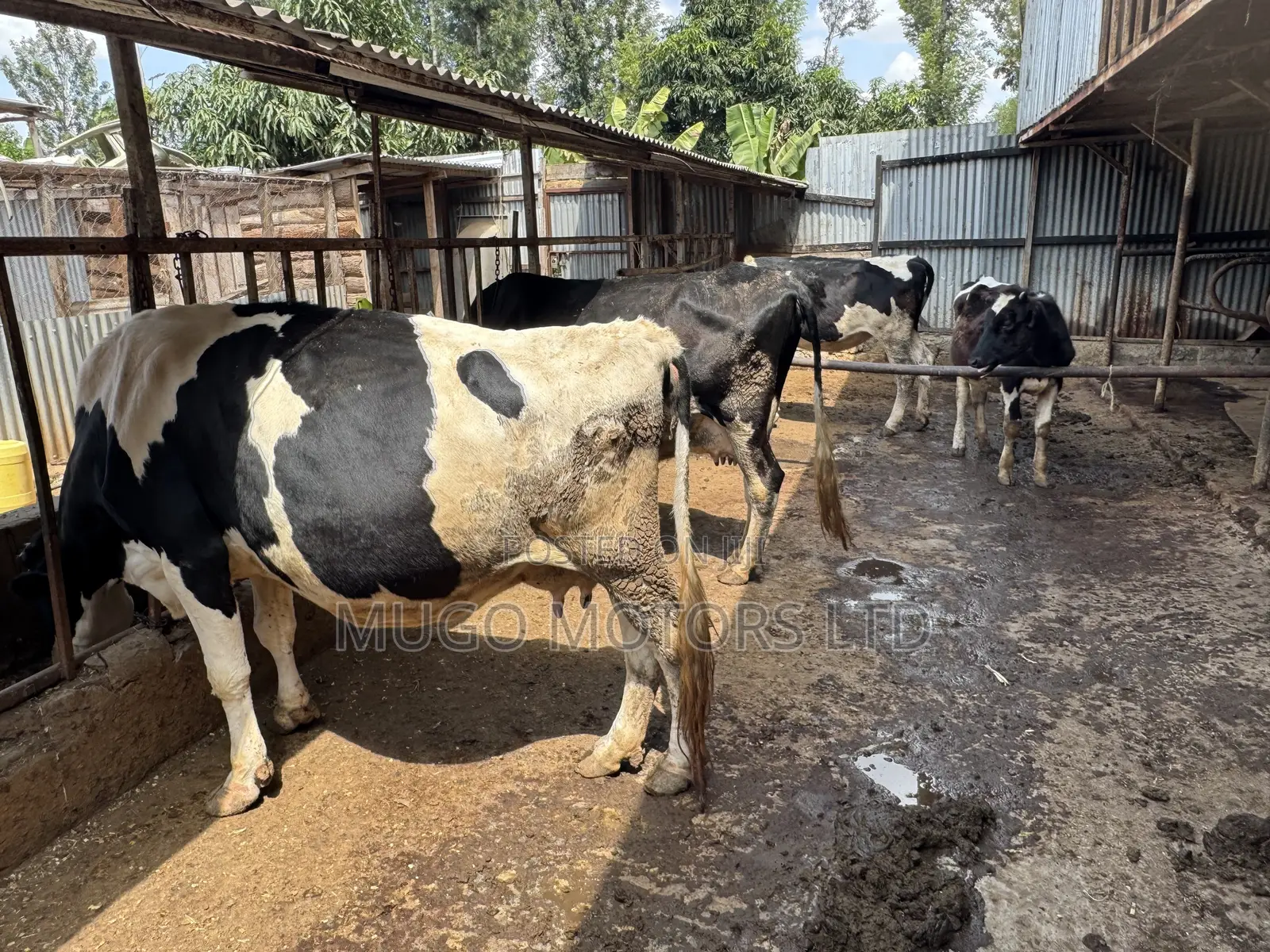 High Producing Fresian Cows for Sale in Kenol, Muranga
