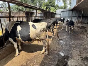 High Producing Fresian Cows for Sale in Kenol, Muranga