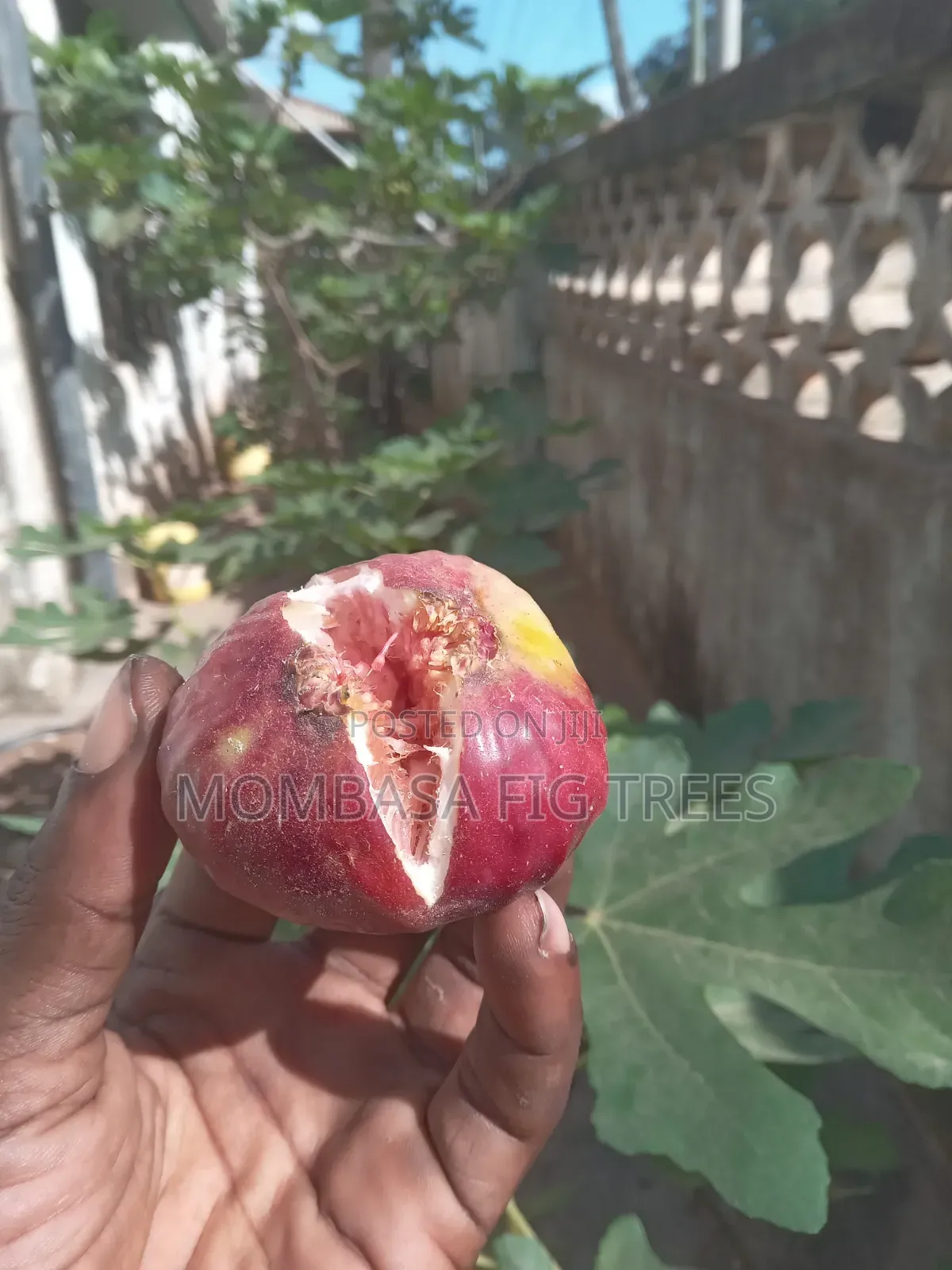 Organic Grown Fig Trees With Fruits Only