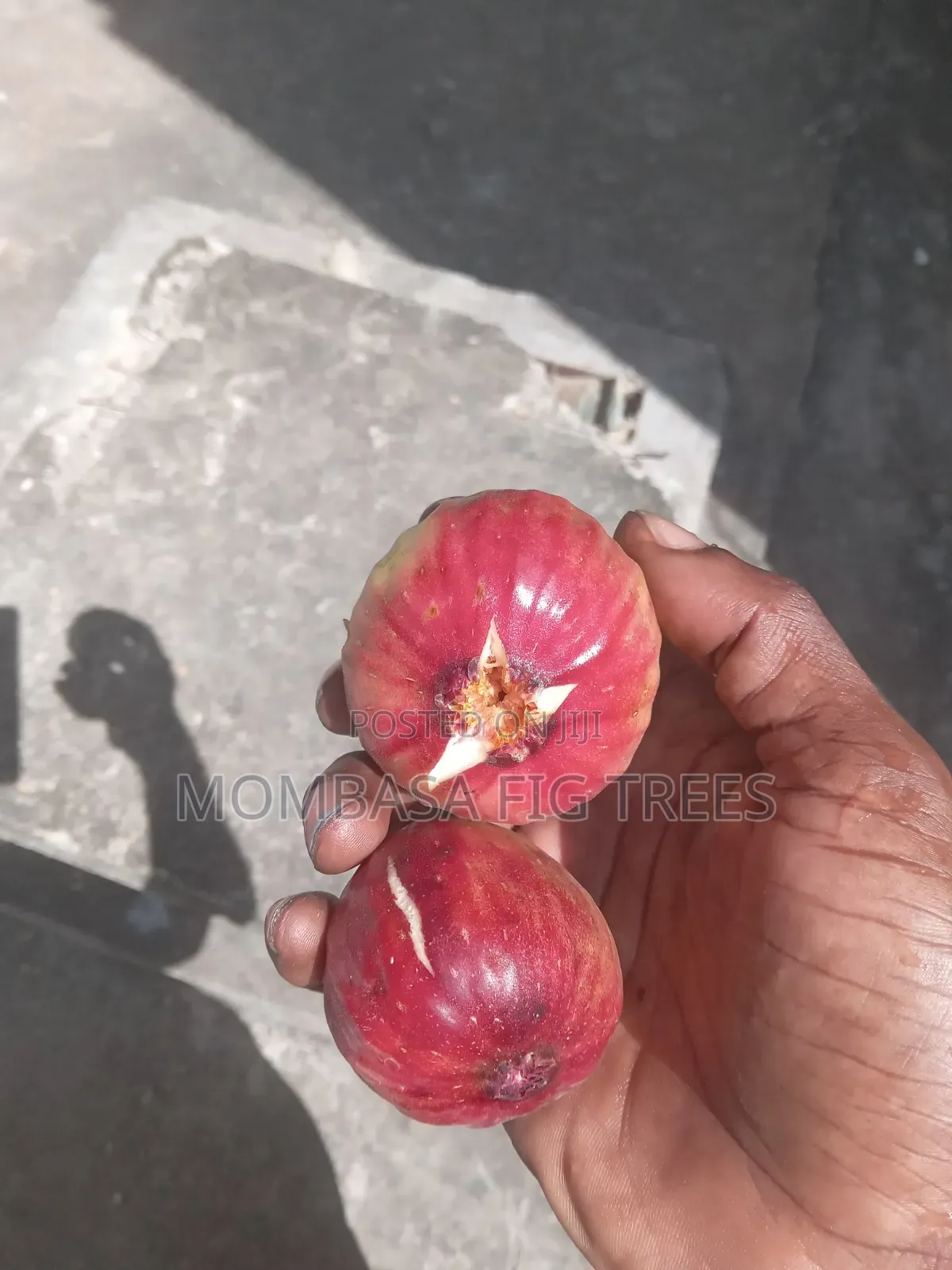Organic Grown Fig Trees With Fruits Only