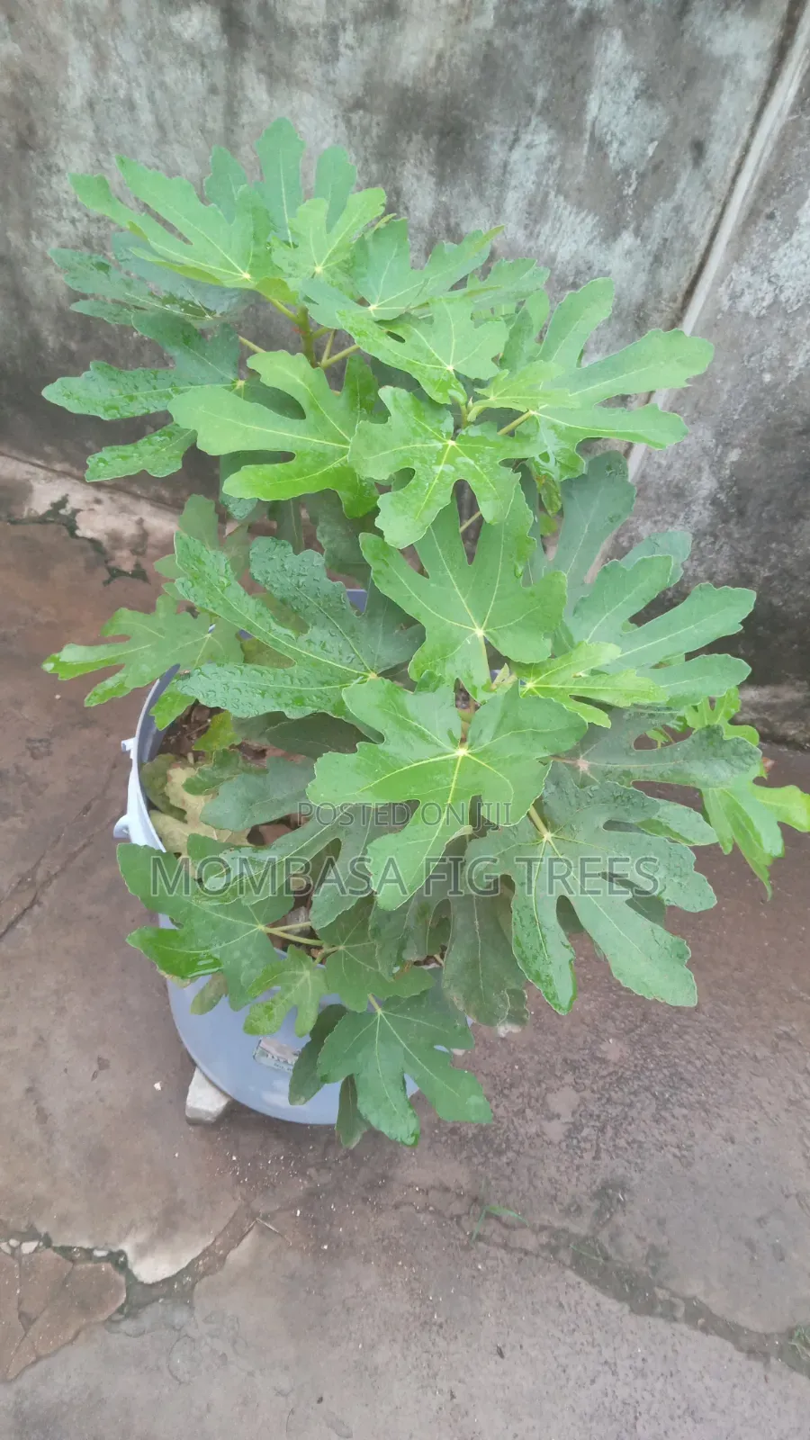 Organic Grown Fig Trees With Fruits Only