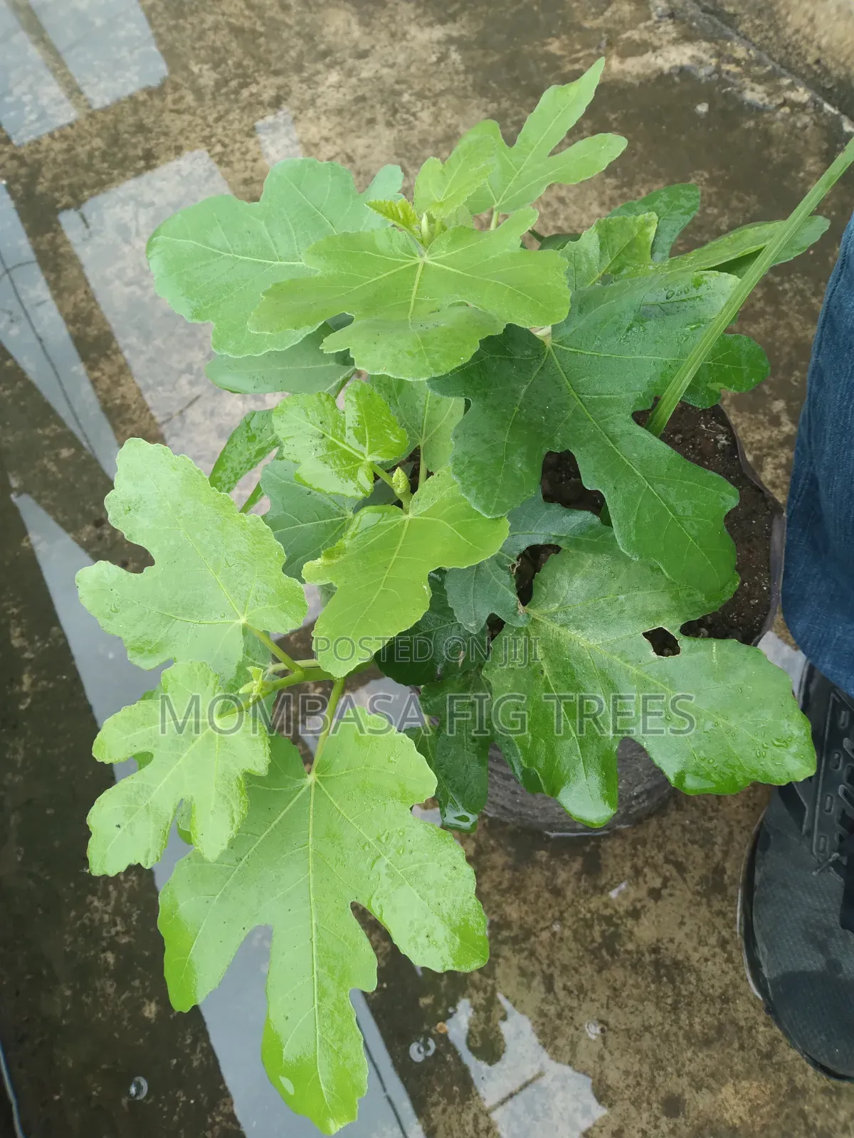 Organic Grown Fig Trees With Fruits Only