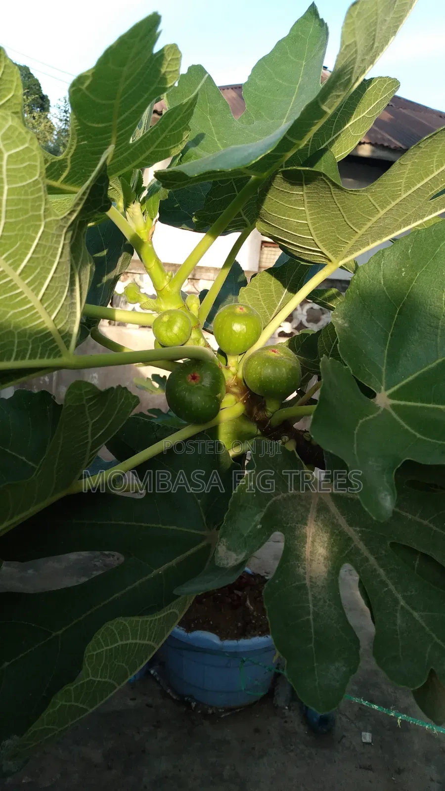Organic Grown Fig Trees With Fruits Only