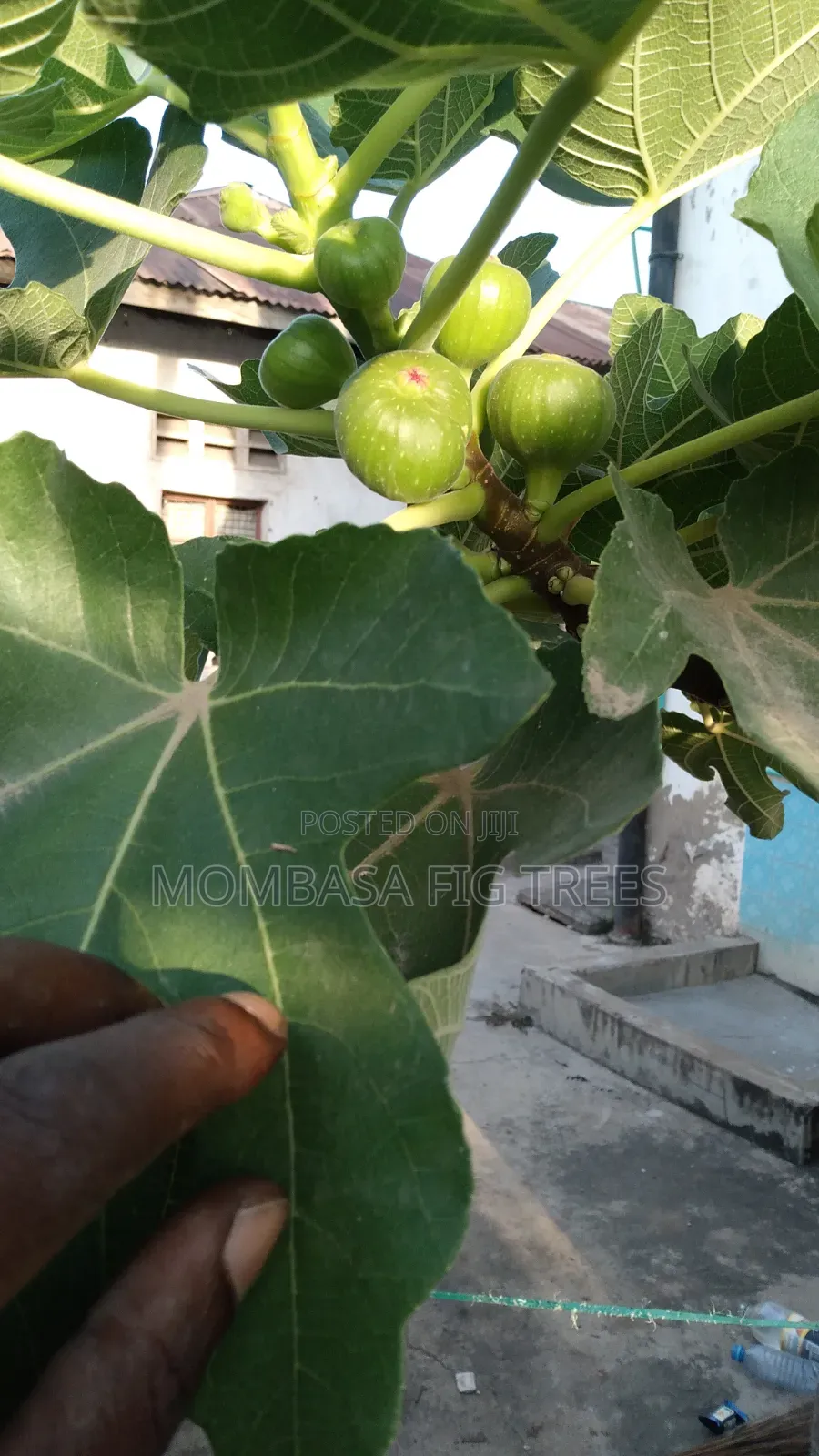 Organic Grown Fig Trees With Fruits Only