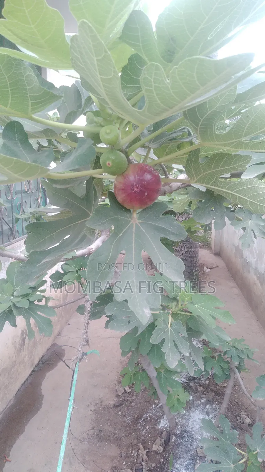 Organic Grown Fig Trees With Fruits Only