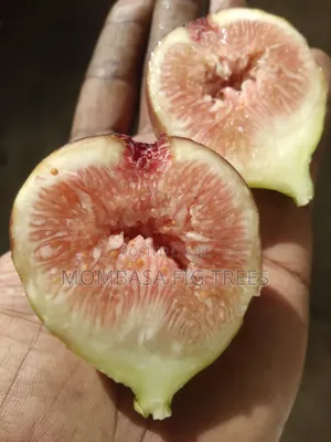 Organic Grown Fig Trees With Fruits Only