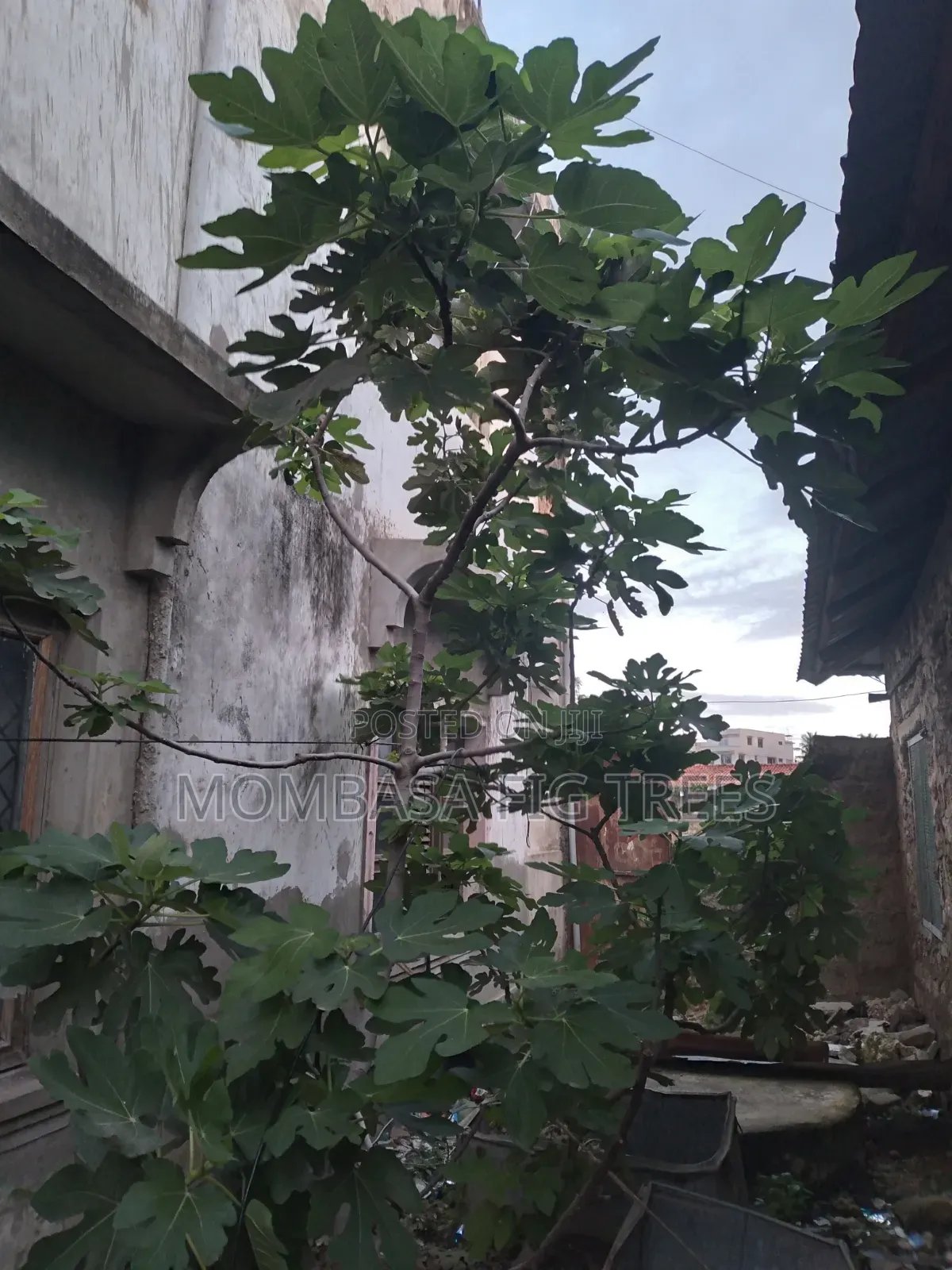 Organic Grown Fig Trees With Fruits Only